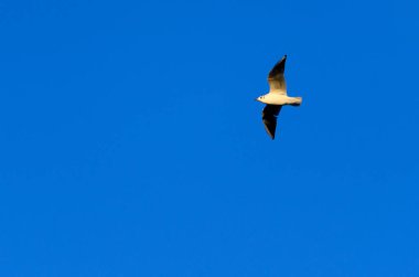 Kara kafalı martı uçuyor