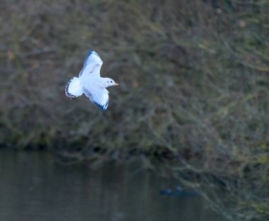 Kara kafalı martı uçuyor