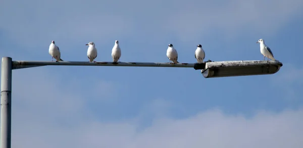 Lamp post seagulls — Stock Photo, Image