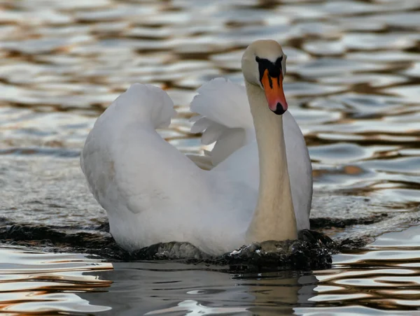 Bellissimo cigno muto — Foto Stock