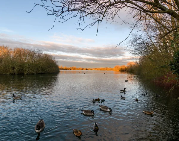 Canada Geese and ducks — Stockfoto