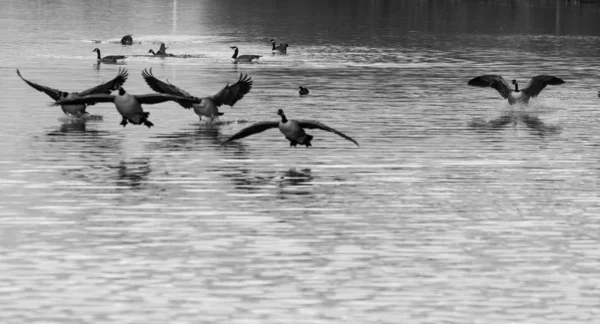 Canada Geese coming in to land — Stok fotoğraf