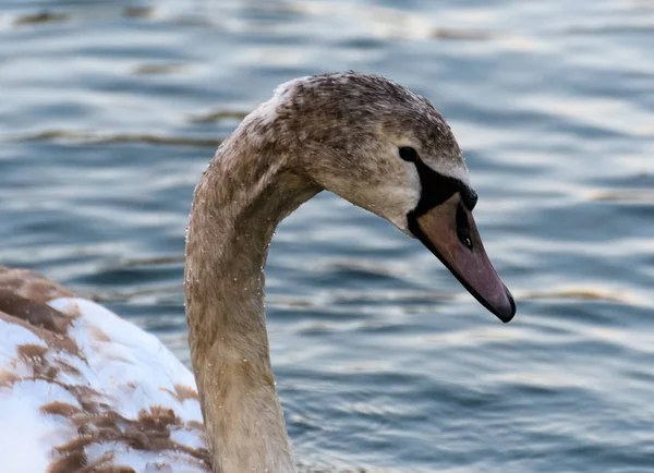 Um cisne adolescente — Fotografia de Stock
