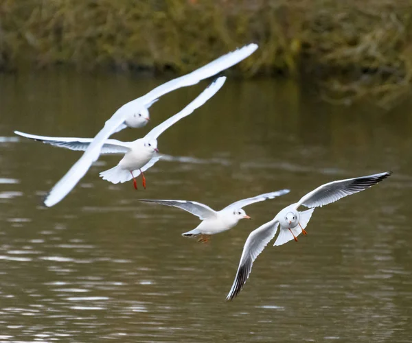 Måsar över vattnet — Stockfoto