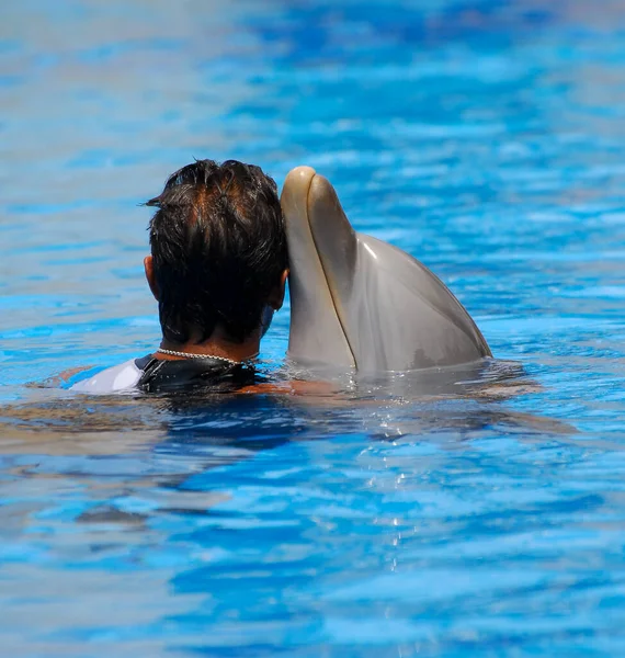 Benidorm Ισπανία Ιουλίου 2012 Δελφίνι Και Εκπαιδευτής Ζώων Πισίνα Στην — Φωτογραφία Αρχείου