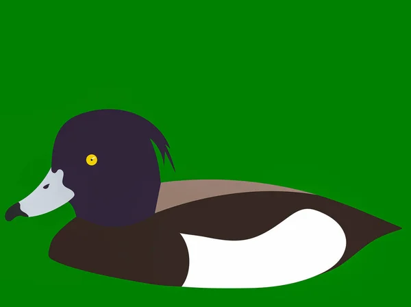 Een Grafische Illustratie Van Tufted Duck Voor Gebruik Als Logo — Stockfoto