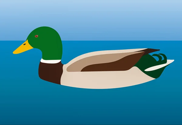 Een Grafische Illustratie Van Mallard Duck Voor Gebruik Als Logo — Stockfoto