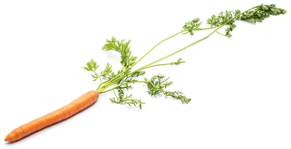 Zanahoria fresca aislada — Foto de Stock