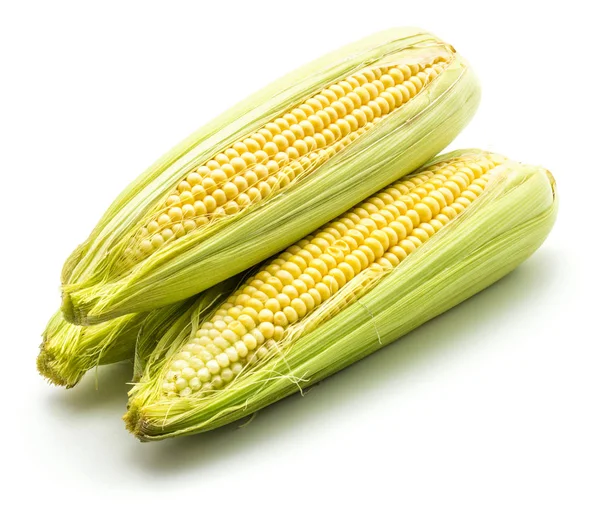 Verse maïs geïsoleerd — Stockfoto