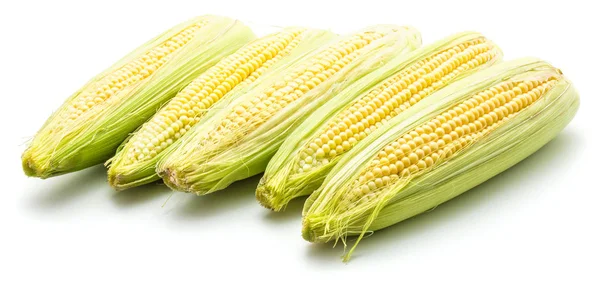 Friss kukorica elszigetelt — Stock Fotó