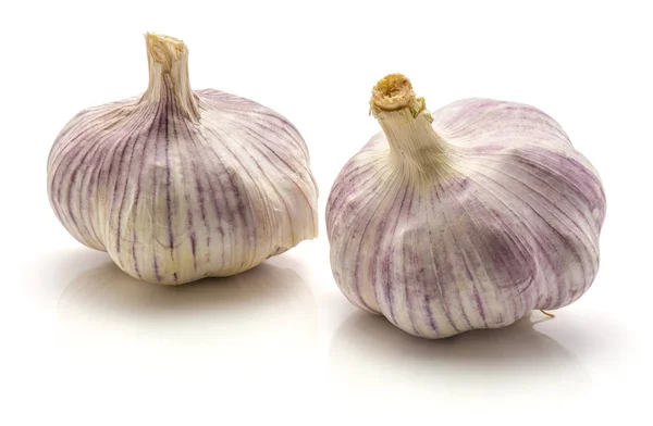 Common Garlic isolated — Stock Photo, Image