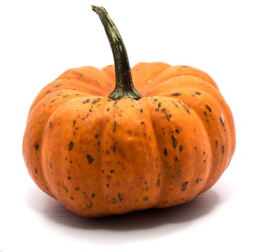 sonbahar kabak izole