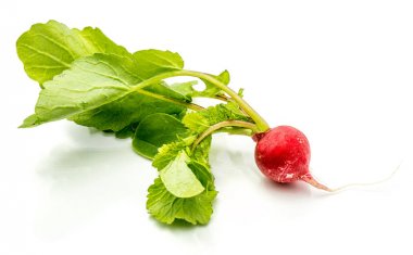 izole kırmızı turp