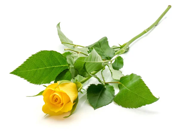 Keltainen ruusu eristetty — kuvapankkivalokuva