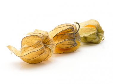 Beyaz adam izole kabuk içinde üç physalis