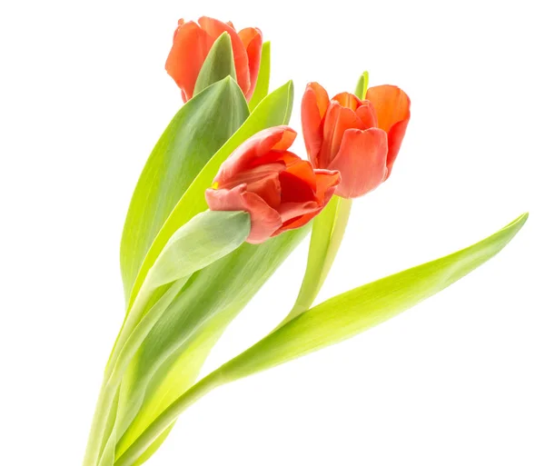 Três Tulipas Vermelhas Isoladas Fundo Branco Flores Primavera Fresco — Fotografia de Stock