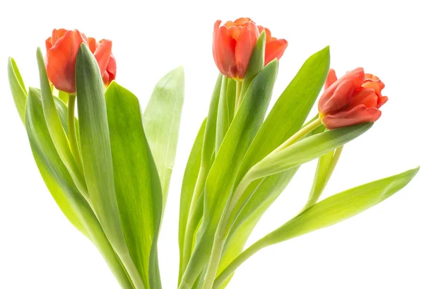 Tulipas Vermelhas Três Corte Fresco Isolado Fundo Branco Flor Primavera — Fotografia de Stock