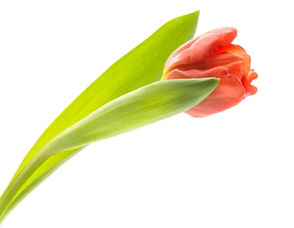 Uma Tulipa Vermelha Com Folhas Verdes Brilhantes Flor Primavera Isolado — Fotografia de Stock