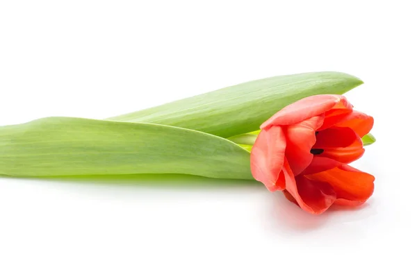 Uma Tulipa Vermelha Com Folhas Verdes Frescas Flor Primavera Isolada — Fotografia de Stock