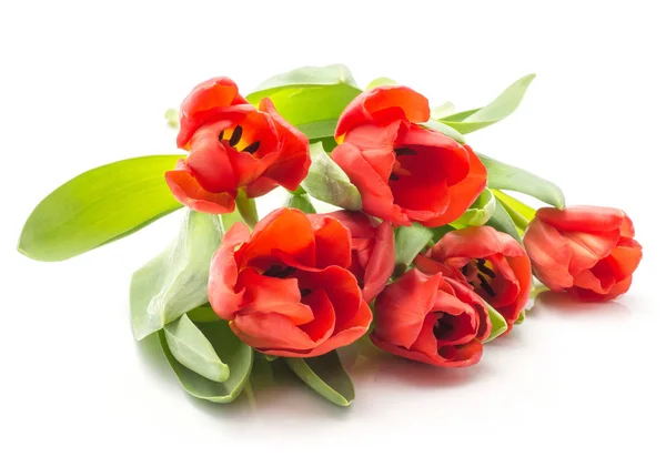Tulipas Vermelhas Sevene Flores Primavera Isolado Fundo Branco Corte Fresco — Fotografia de Stock