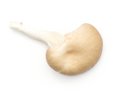 İstiridye üzerinde beyaz adam izole mantar (mantar kavak mantarı üstten görünüm ham)