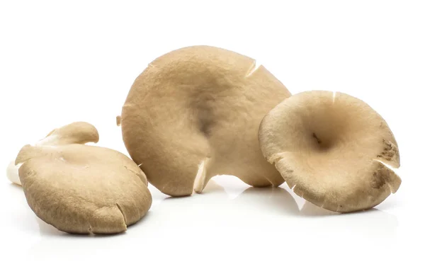 Laskagomba Három Sapkák Pleurotus Ostreatus Elszigetelt Fehér Háttér Nyers Uncooke — Stock Fotó