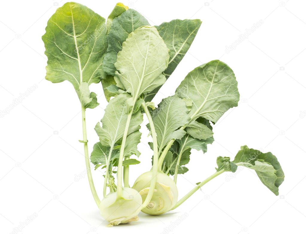 Two kohlrabi (German turnip or turnip cabbage) bulbs with fresh long leaves isolated on white background ra
