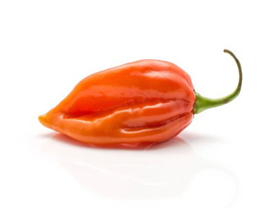 Bir Habanero biber turuncu kırmızı-sıcak biber beyaz adam izole
