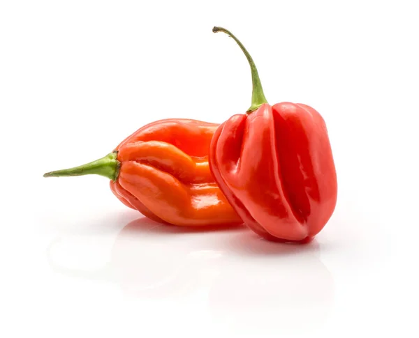 İki Habanero biber kırmızı turuncu beyaz adam izole biber