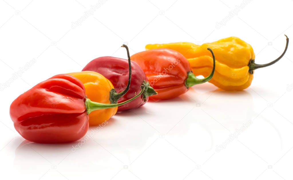 Colourful Habanero chili collection isolated on white background five hot peppers yellow red orange in ro
