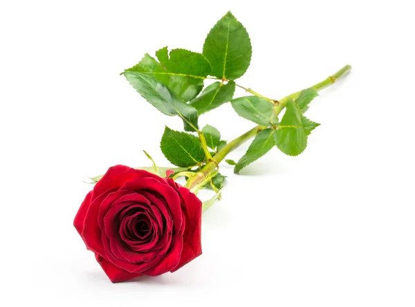 stock image One red rose isolated on white background fresh cu