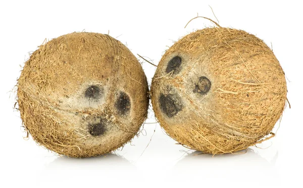 Kokosnötter Isolerad Vit Bakgrund Två Nötter Brun Fibrösa Shel — Stockfoto