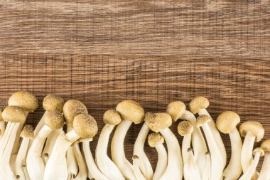 Shimeji ahşap arka plan üstüne izole kahverengi kayın mantar vie