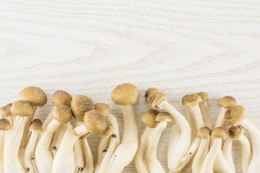 Shimeji üzerinde beyaz ahşap arka plan top vie izole kahverengi kayın mantar