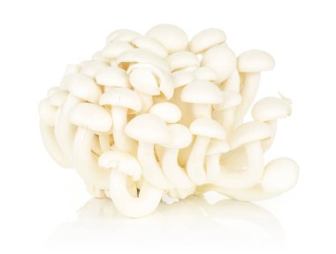 Beyaz adam izole beyaz kayın mantar Shimeji grubu