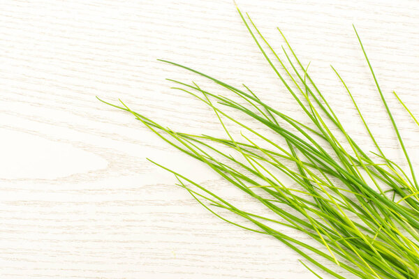 Fresh chives top view isolated on grey wood background grass-like leaves fines herbe