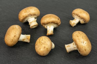 Gri taşın üzerinde taze kahverengi mantar