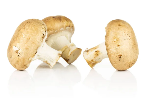 Świeży brązowy grzyb izolowany na białym — Zdjęcie stockowe