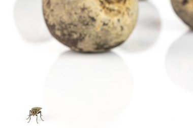 Çiğ kırmızı pancar kökü beyaza izole edilmiş.