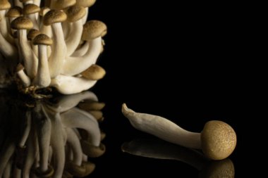 Buna shimeji mantarı siyah camda izole edilmiş.