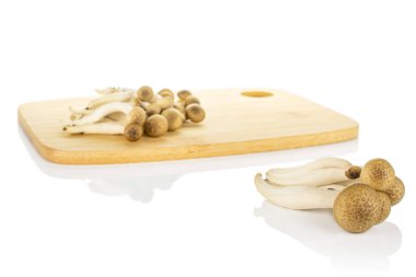 Buna shimeji mantarı beyaza izole edilmiş.