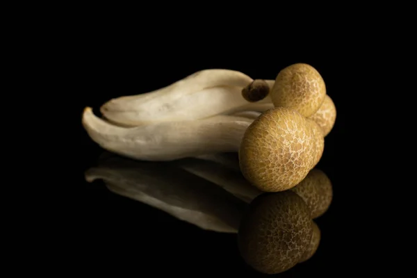 Cogumelo Buna Shimeji isolado em vidro preto — Fotografia de Stock
