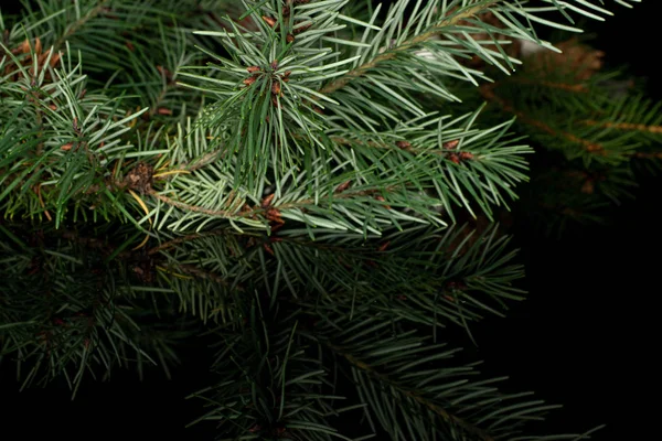 Juletræ gren isoleret på sort glas - Stock-foto