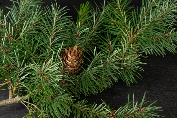 Christmas tree branch on grey stone Royalty Free Stock Photos