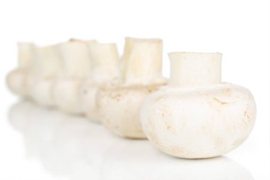 Beyaz üzerinde taze beyaz mantar.