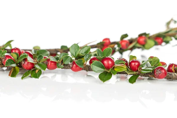 Rowanberry vermelho selvagem isolado em branco — Fotografia de Stock