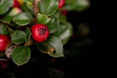 Yabani kırmızı rowanberry siyah camda izole edilmiş.