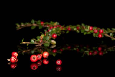 Yabani kırmızı rowanberry siyah camda izole edilmiş.