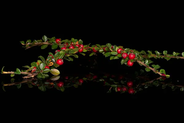 Rowanberry vermelho selvagem isolado em vidro preto — Fotografia de Stock