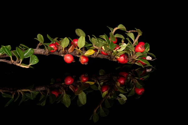 Rowanberry vermelho selvagem isolado em vidro preto — Fotografia de Stock